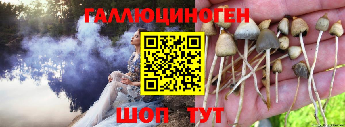 Галлюциногенные грибы Psilocybine cubensis Каменск-Уральский
